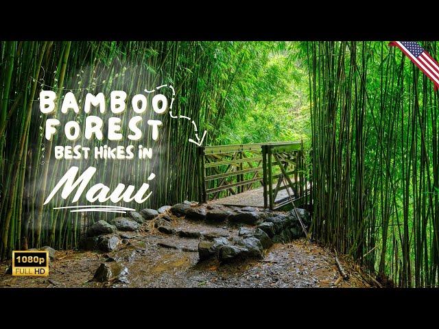 Maui's Bamboo Forest Majestic Trails & Waterfalls! 