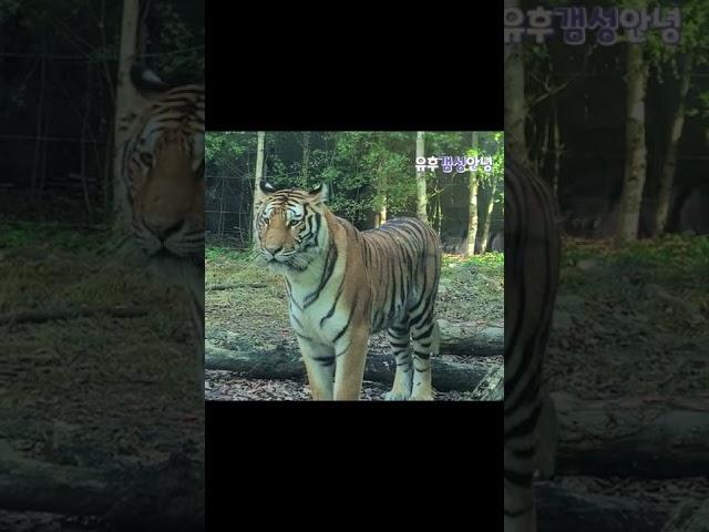 강아지 아니에요. 에버랜드 백두대간 호랑이 무궁이에요! animal TIGER #shorts