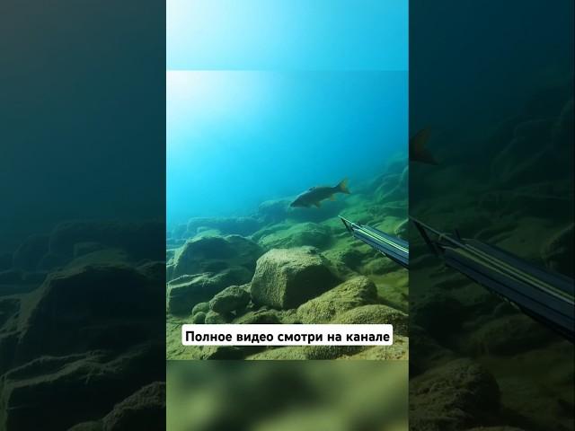 Нереальная красота подводного мира - Подводная охота, Дагестан #подводнаяохота