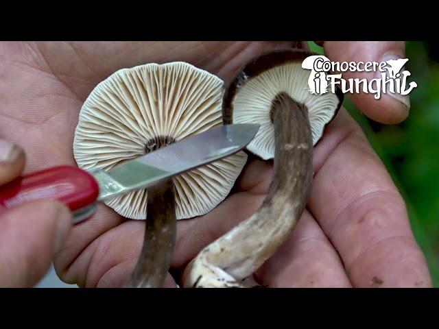 Conoscere i Funghi: Lactarius lignyotus [ NON COMMESTIBILE ]