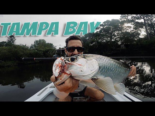 Tampa Creeks: Snook, Tarpon & Reds!