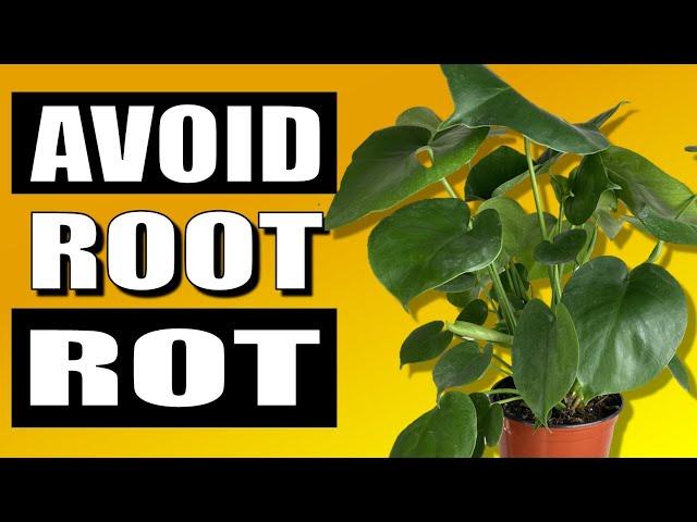 Foolproof Root Rot Killer That Actually Works - Houseplant Care Tips