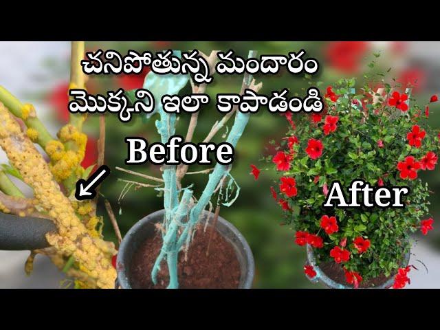 Mudpack control on hibiscus plant | hibiscus plant care in telugu