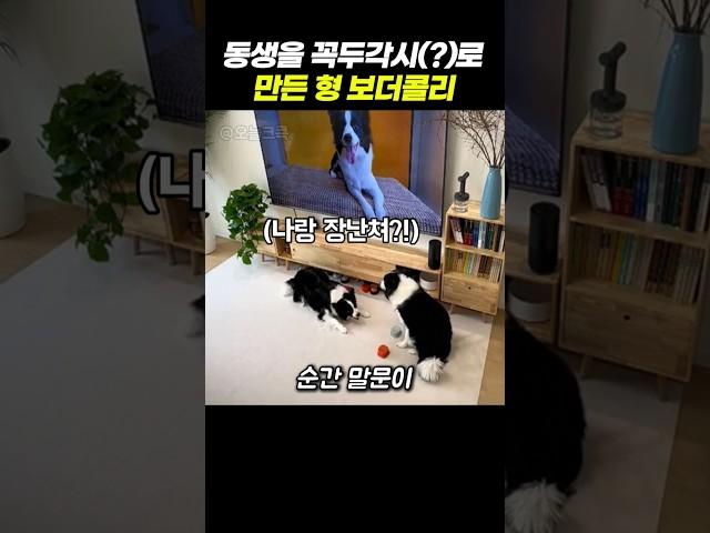 동생을 꼭두각시로 만든 형 보더콜리