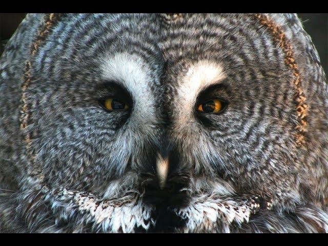 Feathered cat of the night. Documentary