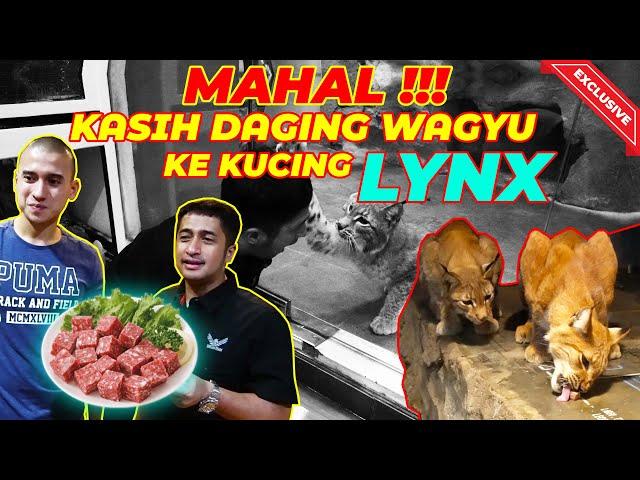 G1LA !!! FARDHAN KASIH DAGING MAHAL BUAT KUCING LANGKANYA