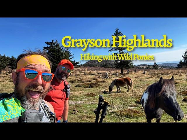 Hiking the Grayson Highlands of Southwestern Virginia with the wild ponies