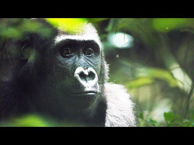 How Ecotourism Can Save Both Gabon’s Forests and its Gorillas