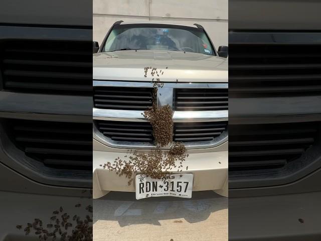 The Queen was Dead — But the Bees Refused to Leave Her Behind