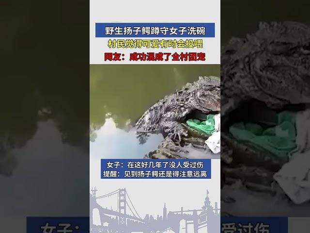 野生扬子鳄蹲守女子洗碗，村民觉得可爱有时会投喂，网友：成功混成了全村团宠！