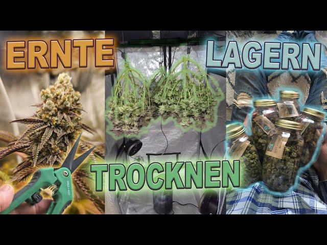 Cannabis Ernten, Trocknen und Lagern  Komplette Anleitung