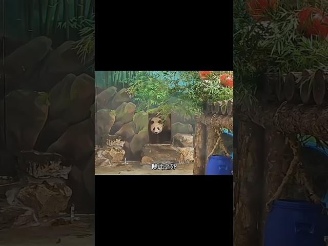 双雄傍地走，谁让谁是狗 #大橙子数据 #panda #萌兰 #cute #animals #饲养员