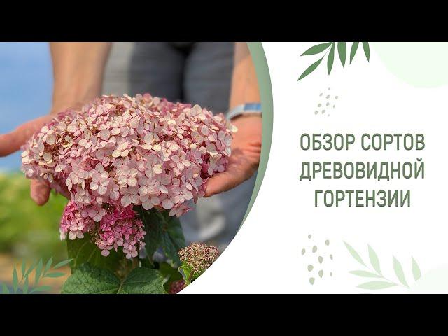 ДРЕВОВИДНАЯ ГОРТЕНЗИЯ | РОЗОВЫЕ И БЕЛЫЕ СОРТА