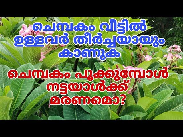 ചെമ്പകം പൂത്താൽ നട്ടയാൾക്ക് മരണം. myth about chembakam plant .Chembakam pant. ചെമ്പകം ദോഷമോ plumeria