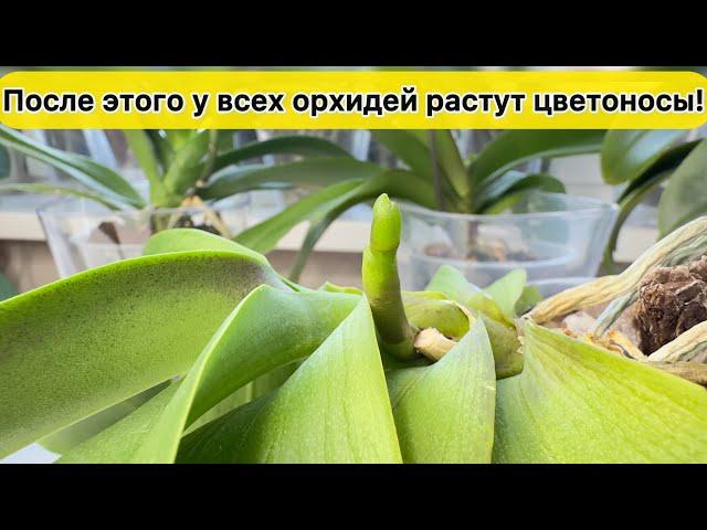 У всех орхидей растут цветоносы. Это надо для цветения орхидей