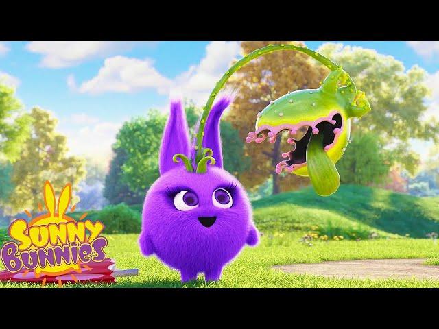 Strange Plants - Sunny Bunnies | Cartoons For Kids