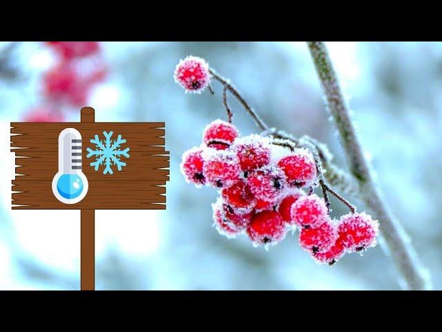 5 Rare Cold Hardy Fruit Bushes You Need To Grow!! | Cold Hardy Fruit To Wow | Part 2