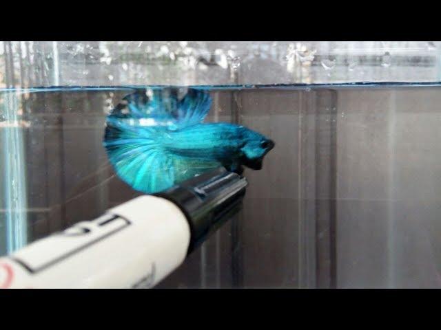 Betta Fish (crossing breeding turquoise x dascop)