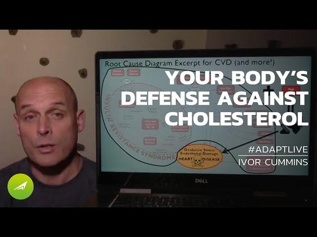 How The Human Body Defends Against Harmful Cholesterol — Ivor Cummins