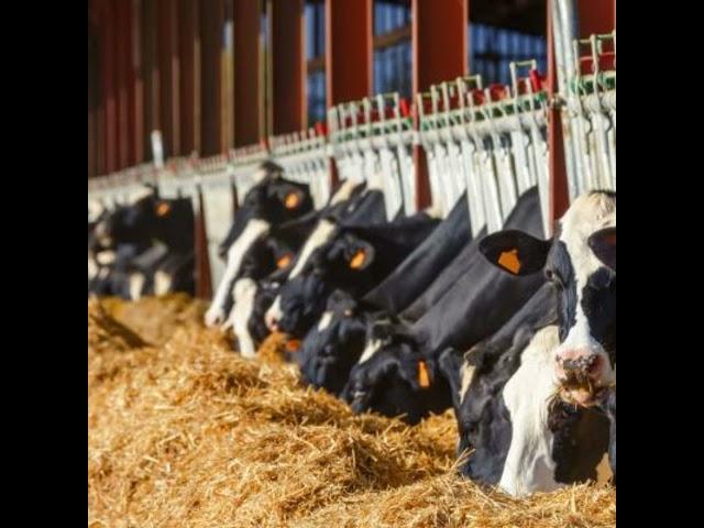 New feed additive helps dairy farmers  get more out of forage