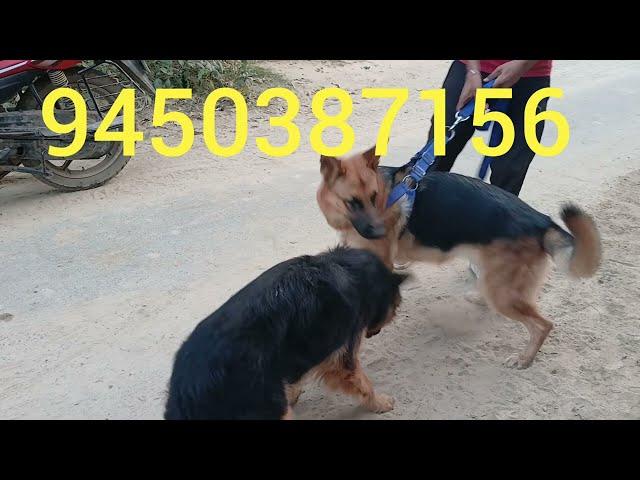 PG HOUSE DOG KENNEL FARRUKHABAD #dog