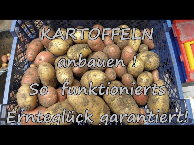 Kartoffeln anbauen im wühlmaussicheren Hochbeet im April So funktionierts ERNTEGLÜCK