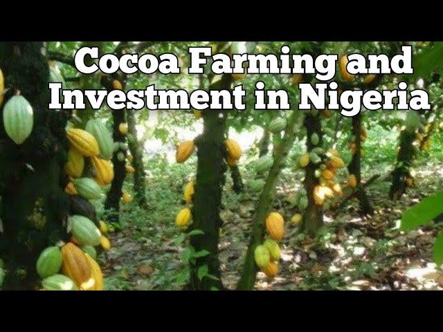 Cocoa Farming and Investment in Nigeria 2024