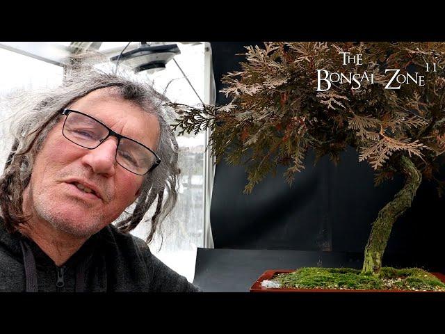 Pruning My 50 Year Old Thuja Bonsai, Part 1, The Bonsai Zone, Dec 2024