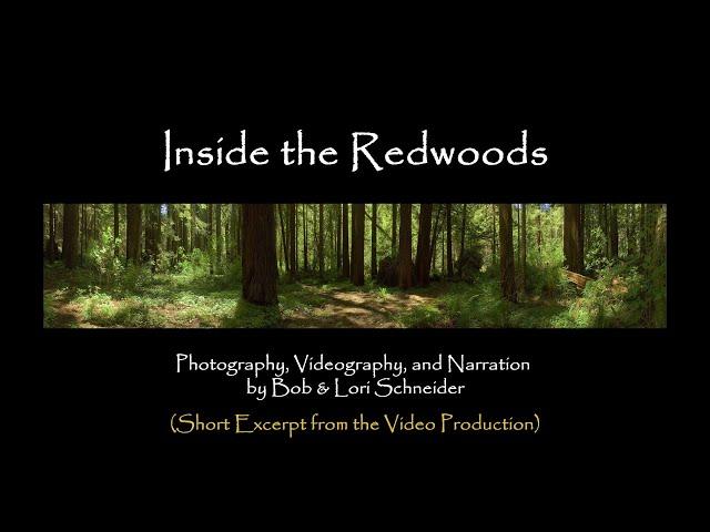 Inside the Redwoods | A Mystical Journey through Nature's Majesty (Excerpt)