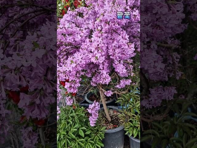 팥꽃나무 #꽃 #묘목#식물