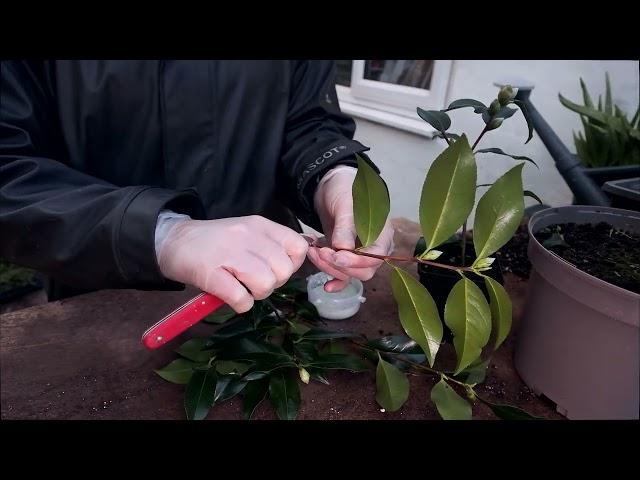 A look at our camellia propagation