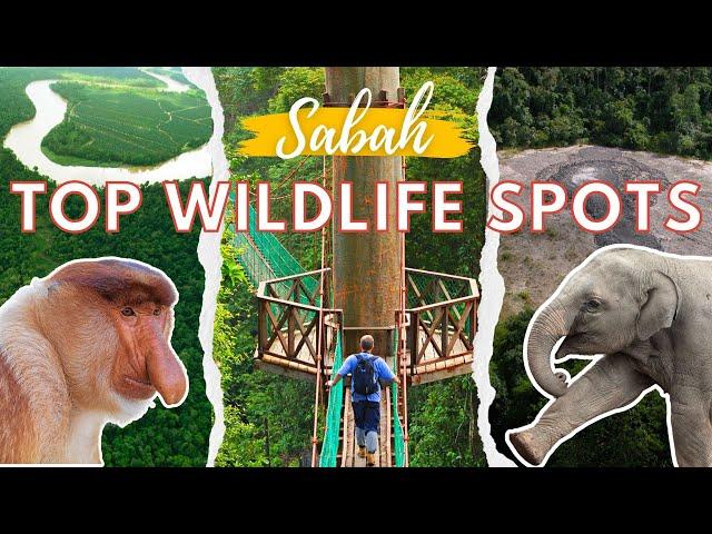 Kinabatangan River vs Danum Valley vs Tabin Wildlife Reserve | Sabah | Top Borneo Wildlife