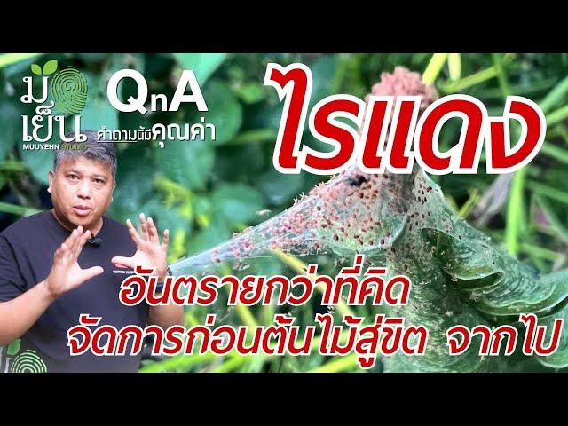 มือเย็น QnA I ไรแดง Spider mite ร้ายกว่าที่คิด รีบจัดการก่อนต้นไม้สู่ขิตจากเราไป