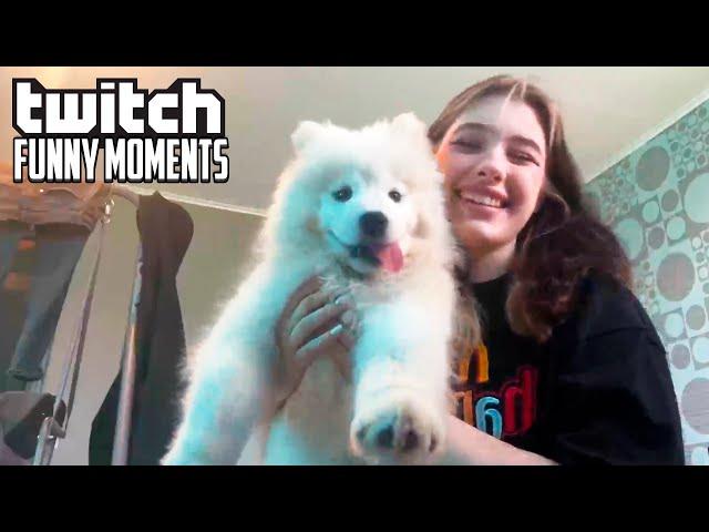 Топ Моменты с Twitch | самый милый песик
