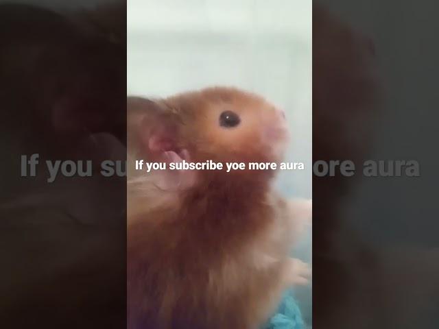 #cute#hamster #music #beats #semester plz sub