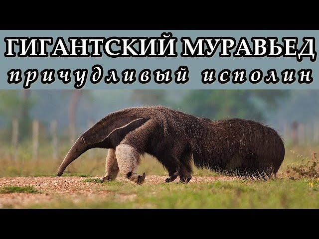 ГИГАНТСКИЙ МУРАВЬЕД - Причудливый исполин