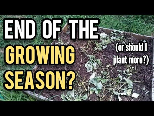 End of the Growing Season, or Should I Plant More? - Ann's Tiny Life and Homestead