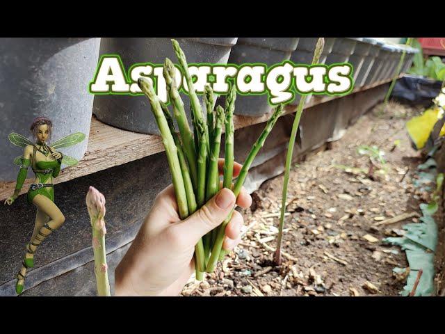 When Cutting Asparagus Spears. #shorts