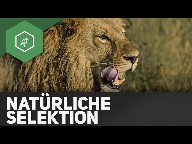 Natürliche Selektion – Evolution