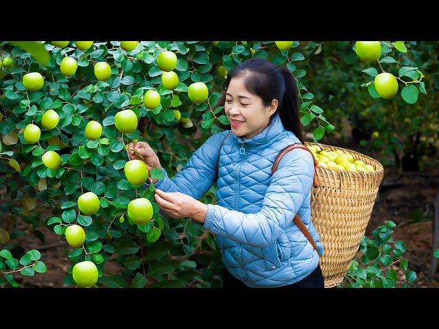 Vietnamese beautiful girl Harvest Apple & Goes To Market Sell | Harvesting And Cooking