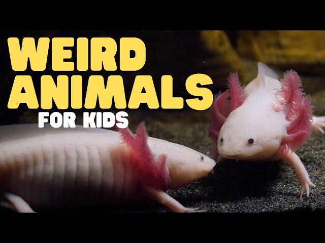 Weird Animals for Kids | Learn about these three odd creatures!