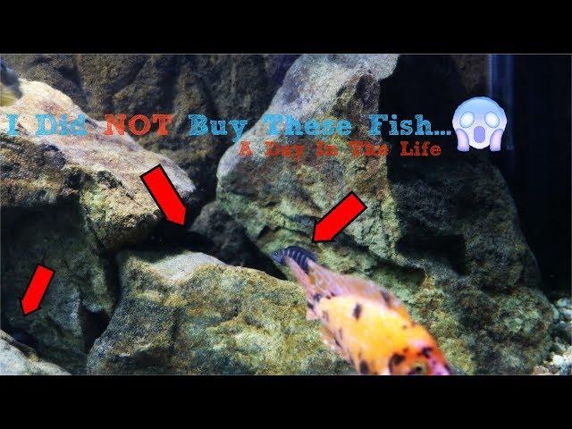 Hybrid Fish Taking Over!!! Snailpocalypse| A Day In The Life...