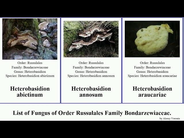 List of Fungus of Order Russulales Family Bondarzewiaceae. heterobasidion occidentale annosum Time