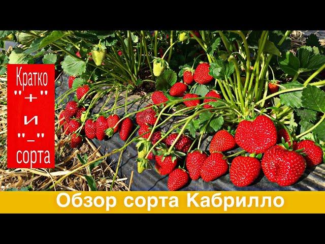 Обзор сорта клубники Кабрилло