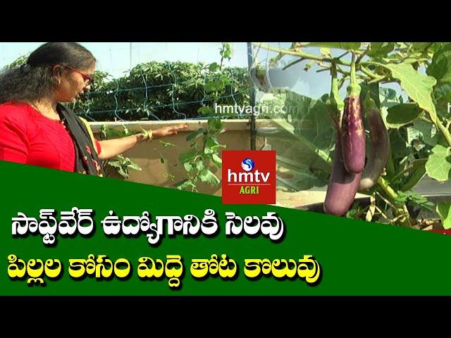 Terrace Gardening by Software Employee | hmtv Agri