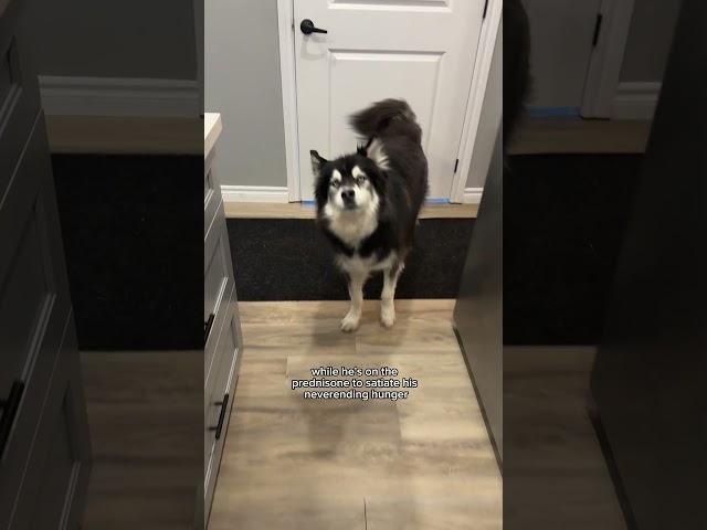 my husky is VERY angry with me this week #husky #dogvideos