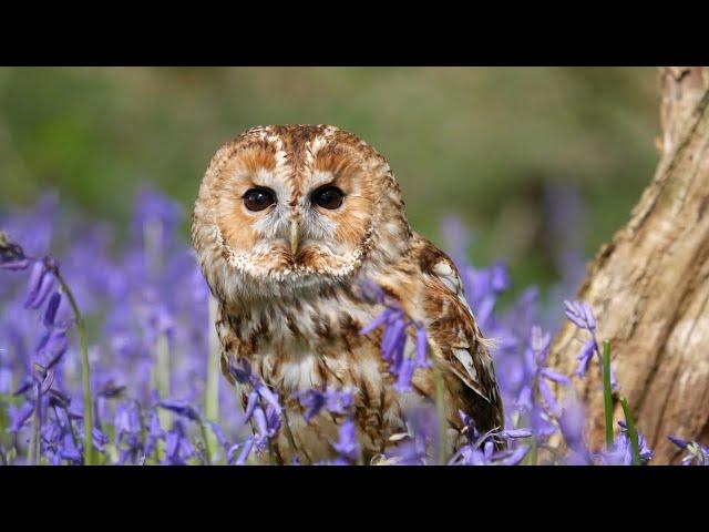 Plant a Pollinator Garden | National Geographic