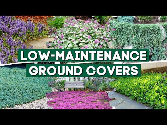 5 Low Maintenance Ground Cover Plants to Prevent Weeds  // Part 1 