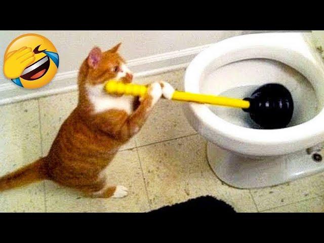 Funniest Animals 2024  New Funny Cats and Dogs  Part 30