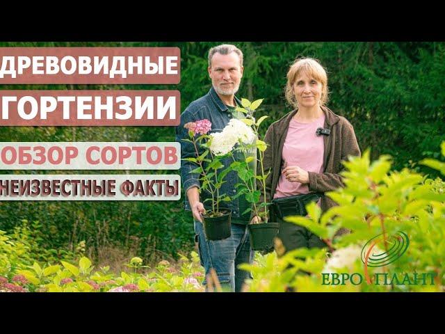 Лучшие древовидные гортензии, сорта, уход, репортаж из питомника